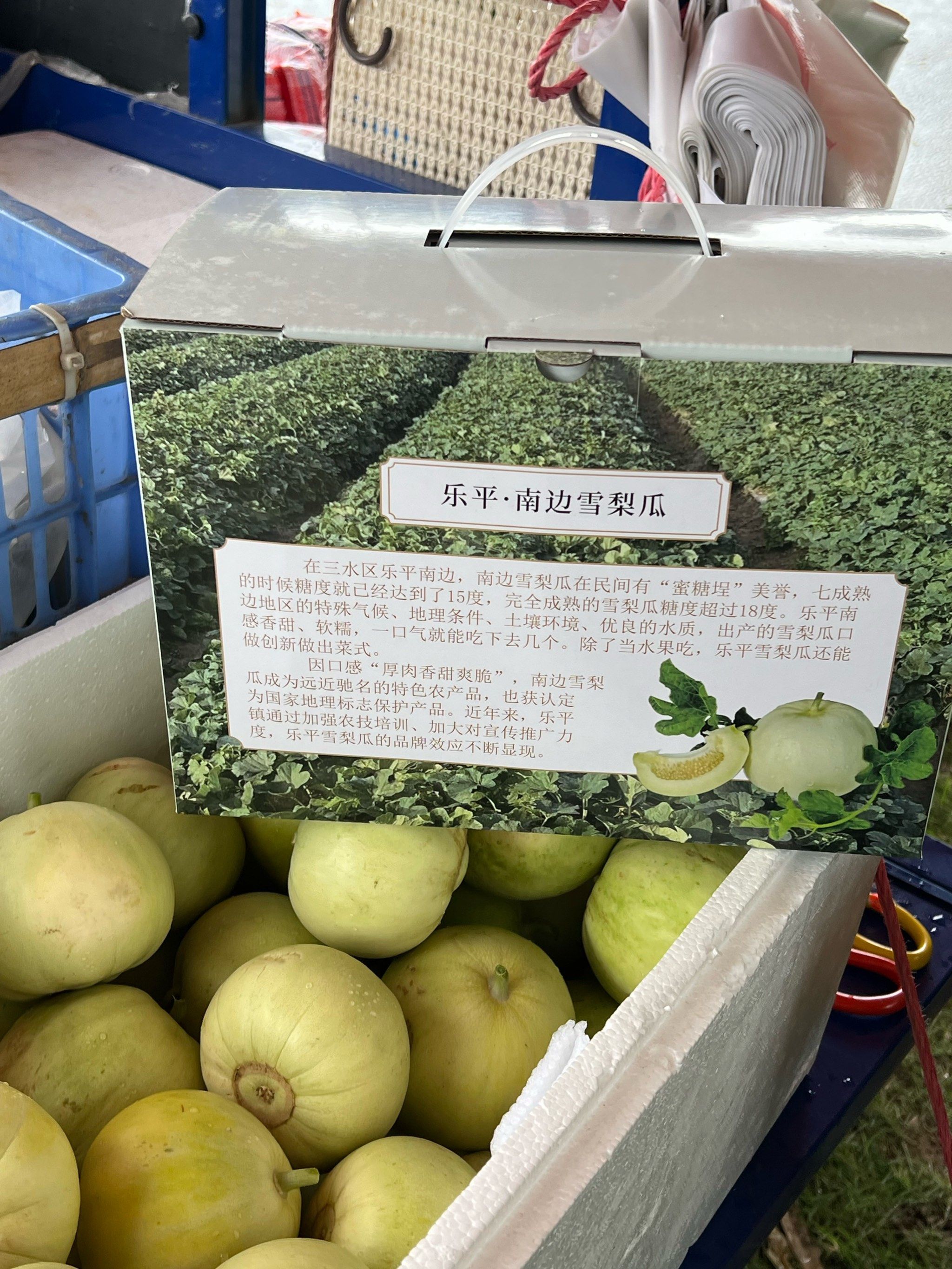 三水雪梨瓜新鲜上市