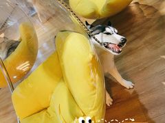 -Husky Go! 哈士奇体验馆·宠物咖啡厅狗咖