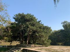 -吉野家 (新街口外大街店)