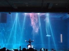 -芜湖新华联大白鲸海洋公园