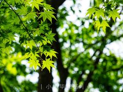 -牛背梁国家森林公园