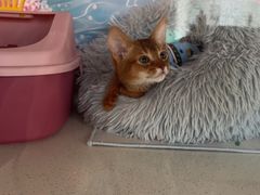 -糯米喵星人总部直营旗舰店·猫舍·幼猫出售