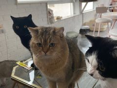 -喵屿·大理花园猫咖