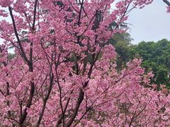 -南山植物园