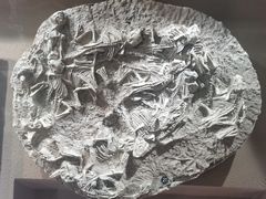-上海自然博物馆