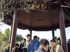 -香雪海