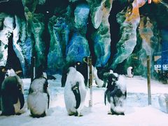 -帝企鹅自助餐厅•儿童岛•真企鹅(长隆企鹅酒店)