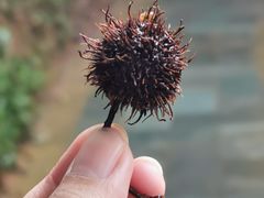 -梧桐山风景名胜区