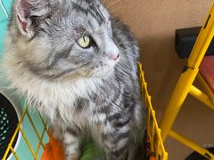 -猫在这儿猫咪咖啡馆·撸猫馆