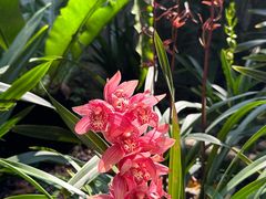 -中国科学院华南植物园