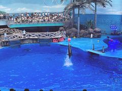 -海合安成都极地海洋公园