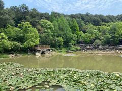 -铁山坪森林公园