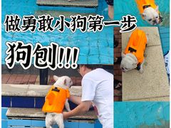 -趣玩宠物乐园寄养训犬训狗游泳池