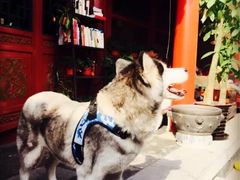 -百好乐宠物友好餐厅(朝外大街店)