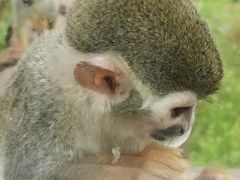 -青岛森林野生动物世界