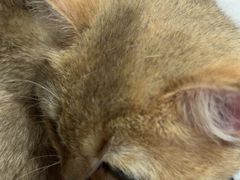 -安安宠医宠物医院·异宠·犬猫内科(岳阳分院)
