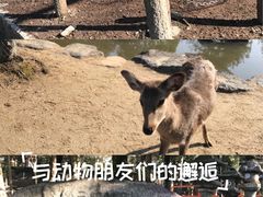 -奈良公园