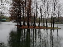 -上海共青森林公园