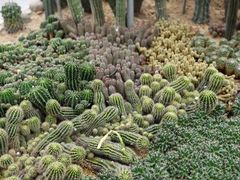 -深圳仙湖植物园