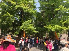 景点-少林寺景区