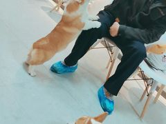 -汪说·狗咖(旺城大厦店)