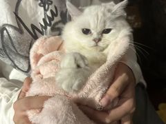 -猫猫幼稚园·撸猫·桌游·电玩
