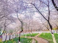 -南京外国语学校(仙林分校西区)