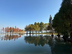 -贡湖湾湿地公园
