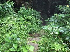 -素山寺森林公园