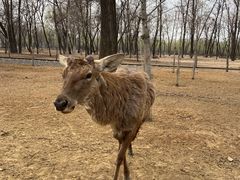 -秦皇岛野生动物园