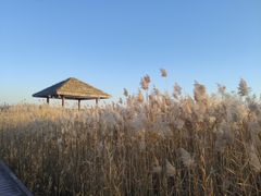 -西青郊野公园