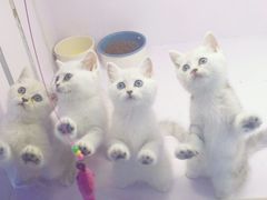 -喵的天空名猫咖啡馆·撸猫·猫舍·用品