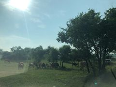 -塞罕坝国家级自然保护区