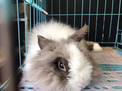 -志龙皇冠吃货椰子铺