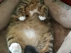 -北京赛佳动物医院