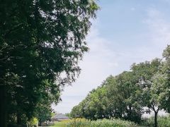 -同里国家湿地公园