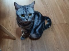 -李小姐の猫咖啡馆(五角场店)