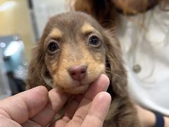 -萌宠之家·腊肠犬·马尔泰·小体犬舍