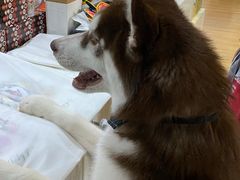 -Husky Go! 哈士奇体验馆·宠物咖啡厅狗咖