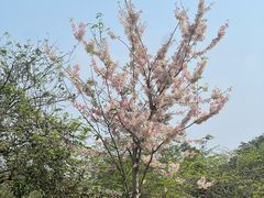-中国科学院西双版纳热带植物园