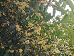 -蟹都汇(龙舟店)