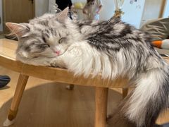 -猫腻·猫咖·撸猫馆(星光大道店)