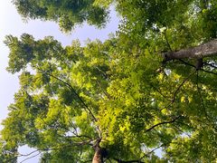 -好地方花椒鸡