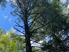 -五营红松林海景区