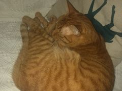 -安安宠医宠物医院·异宠·犬猫内科(岳阳分院)