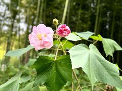 -黄海国家森林公园