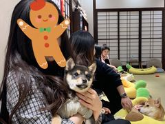 -逗柴咖啡屋·狗咖猫咖宠物桌游