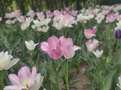 -朝阳公园