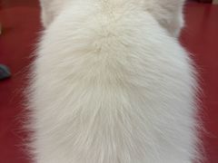 -和它·交个朋友·狗咖猫咖(爱琴海店)