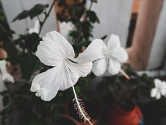 -维乐口腔医院(星海湾分院)